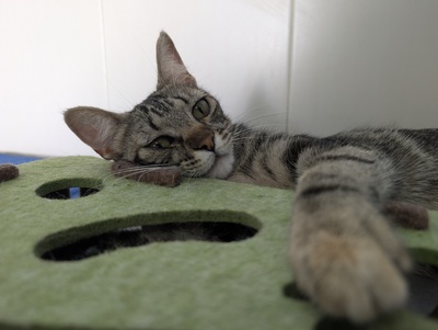 Chati, Europäisch Kurzhaar (EKH) - Katze