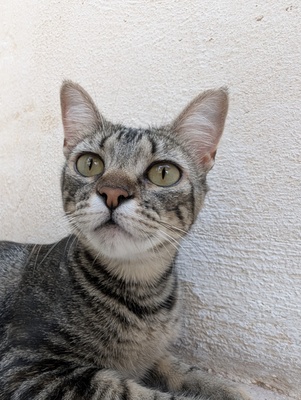 Chati, Europäisch Kurzhaar (EKH) - Katze