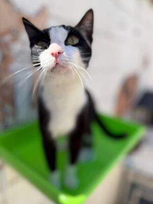 Chelsea (geb. August 25), EKH - Katze