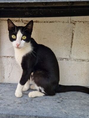 Chelsea (geb. August 25), EKH - Katze