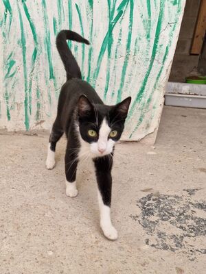 Chelsea (geb. August 25), EKH - Katze