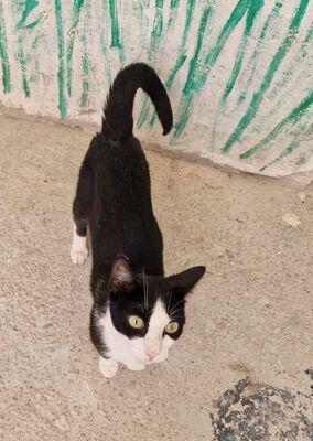Chelsea (geb. August 25), EKH - Katze