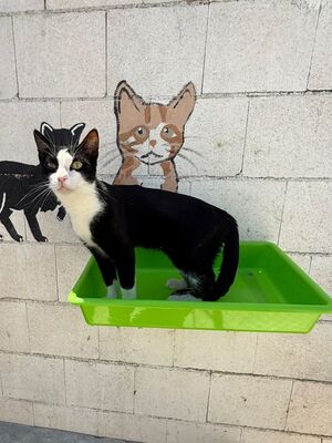 Chelsea (geb. August 25), EKH - Katze