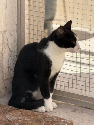 Chelsea (geb. August 25), EKH - Katze