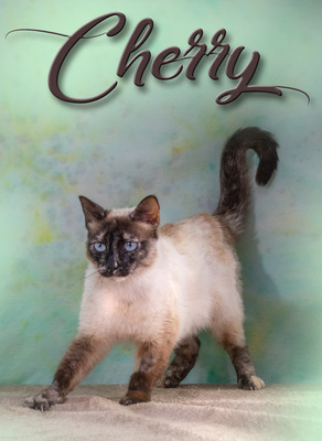 Cherry - dringend Familie gesucht, Siam-Mix - Katze