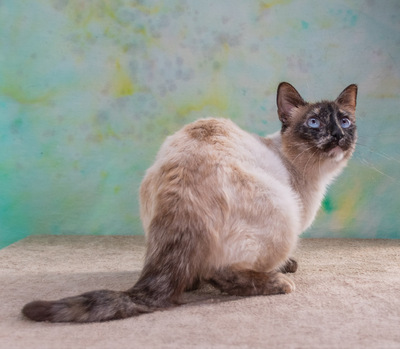 Cherry - dringend Familie gesucht, Siam-Mix - Katze