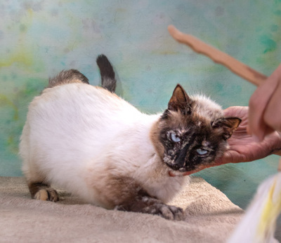 Cherry - dringend Familie gesucht, Siam-Mix - Katze