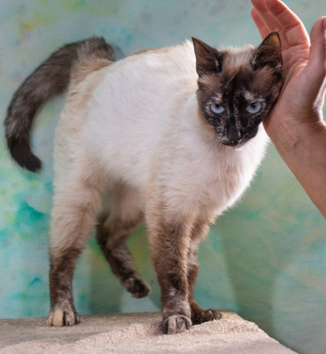 Cherry - dringend Familie gesucht, Siam-Mix - Katze