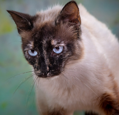 Cherry - dringend Familie gesucht, Siam-Mix - Katze