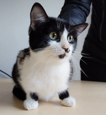 Cherry - lieb, gesellig und verschmust