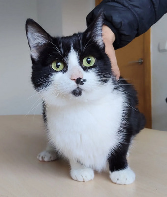 Cherry - lieb, gesellig und verschmust, EKH Jungtier - Katze