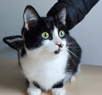 Cherry - lieb, gesellig und verschmust, EKH Jungtier - Katze