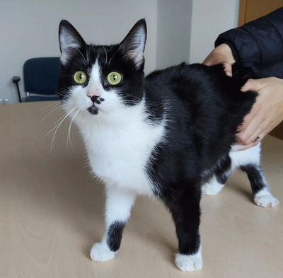 Cherry - lieb, gesellig und verschmust, EKH Jungtier - Katze