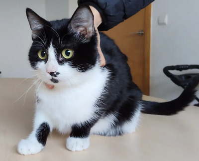 Cherry - lieb, gesellig und verschmust, EKH Jungtier - Katze