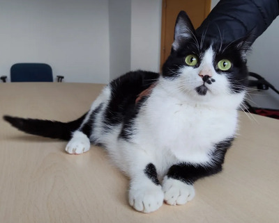 Cherry - lieb, gesellig und verschmust, EKH Jungtier - Katze