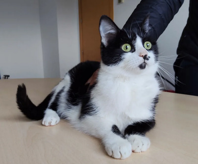 Cherry - lieb, gesellig und verschmust, EKH Jungtier - Katze