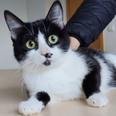 Cherry - lieb, gesellig und verschmust, EKH Jungtier - Katze