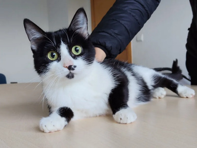 Cherry - lieb, gesellig und verschmust, EKH Jungtier - Katze