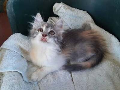 Cheyenne - bezauberndes Katzenmädchen, ca. 4 Monate, Mischling Jungtier - Katze