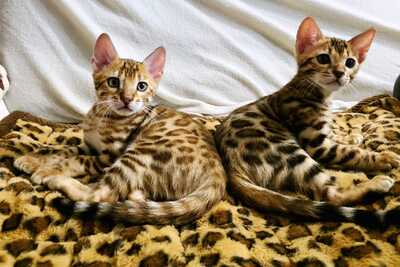 Chianti + CinnamonRoll, Bengalkatze Jungtier - Kater