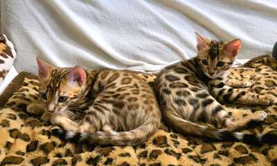 Chianti + CinnamonRoll, Bengalkatze Jungtier - Kater