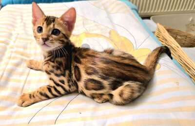 Chianti + CinnamonRoll, Bengalkatze Jungtier - Kater