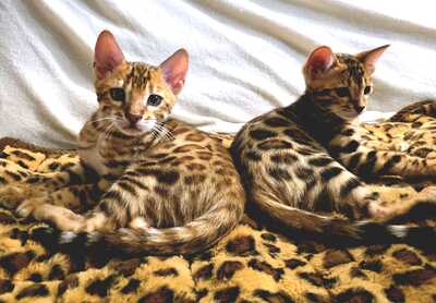 Chianti + CinnamonRoll, Bengalkatze Jungtier - Kater