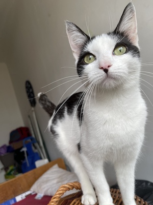 Chiara, Hauskatze Jungtier - Katze