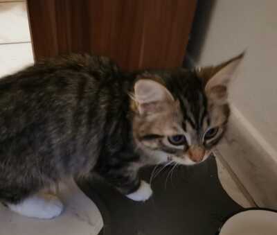 Chiara, Sibirische Katze Jungtier - Katze