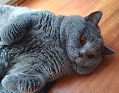 Chico, Britisch Kurzhaarkatze -Deckkater CH - Lilac - Kater