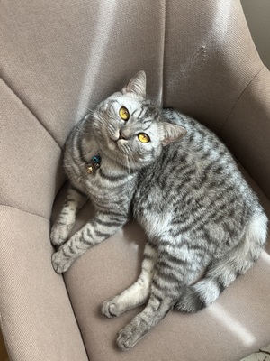 Chiko, BKH Hauskatze - Kater