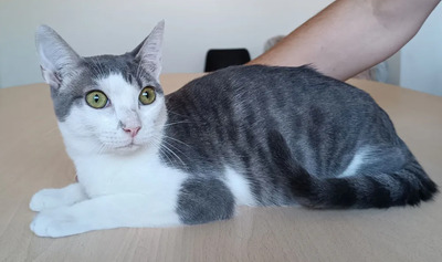 Chipsi - wunderschöner Kerl sucht gemeinsam mit Chata ein Zuhause, EKH Jungtier - Kater