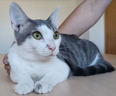 Chipsi - wunderschöner Kerl sucht gemeinsam mit Chata ein Zuhause, EKH Jungtier - Kater