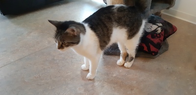 Chipsy, EKH Mix - Katze