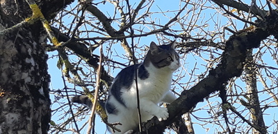 Chipsy, EKH Mix - Katze