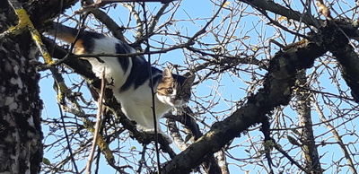 Chipsy, EKH Mix - Katze