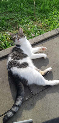 Chipsy, EKH Mix - Katze