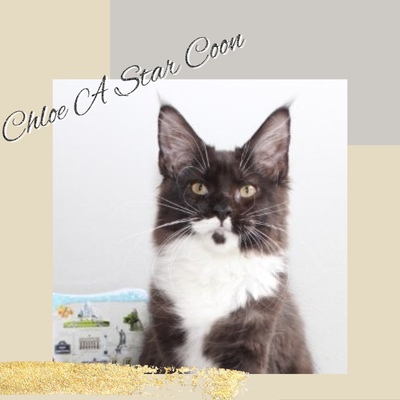 Chloe A Star Coon, MAINE COON KITTEN Jungtier - Katze