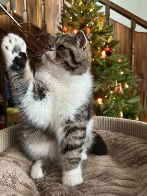 Chokito (kastrierte Kater), Exotisch Kurzhaar - Kater