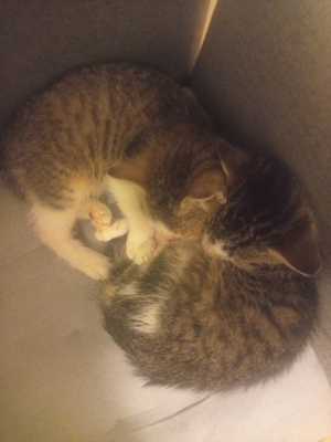 Chuchi + Chili, ??? Jungtier - Kater