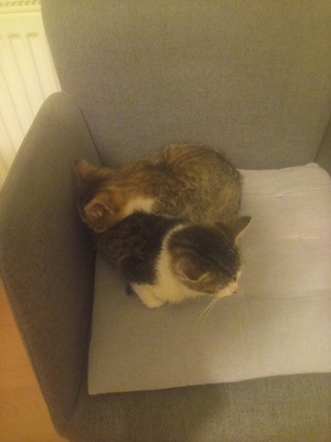 Chuchi + Chili, ??? Jungtier - Kater