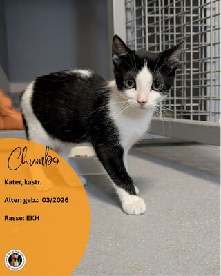 Chumbo, Europäisch Kurzhaar (EKH) - Kater