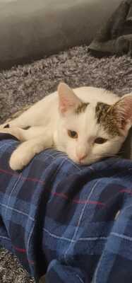 Cici, EKH Jungtier - Katze