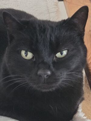 Ciel, Europäisch Kurzhaar - Kater