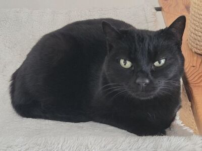 Ciel, Europäisch Kurzhaar - Kater