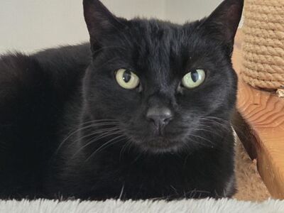 Ciel, Europäisch Kurzhaar - Kater