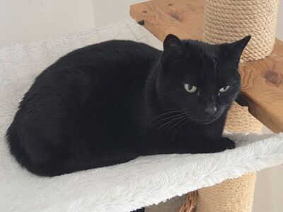 Ciel, Europäisch Kurzhaar - Kater