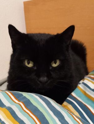 Ciel, Europäisch Kurzhaar - Kater