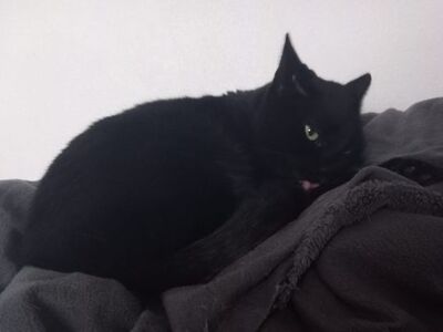 Ciel, Europäisch Kurzhaar - Kater