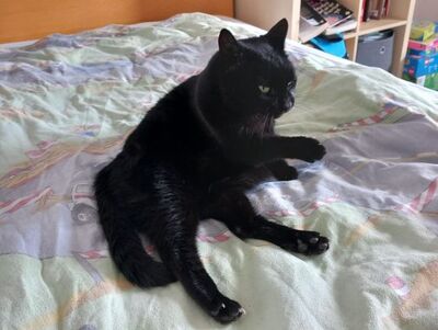 Ciel, Europäisch Kurzhaar - Kater